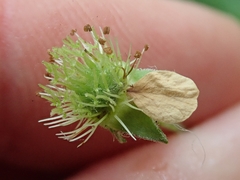 Geum × catlingii