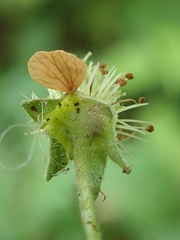 Geum × catlingii