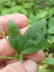 Geum × catlingii