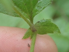 Geum × catlingii
