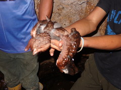 Steatornis caripensis