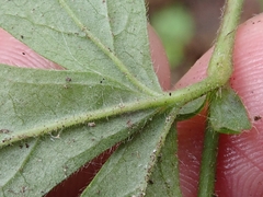 Geum × catlingii