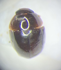 Acylomus