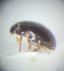 Acylomus