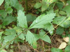 Geum × catlingii