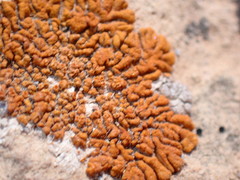 Xanthomendoza montana