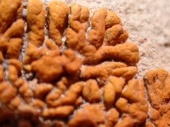 Xanthomendoza montana