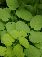 Sanguisorba stipulata