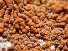 Xanthomendoza montana