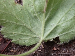 Geum × catlingii