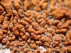 Xanthomendoza montana