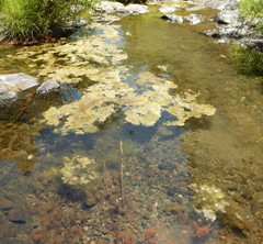 Cladophora glomerata