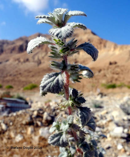 Desert Nettle