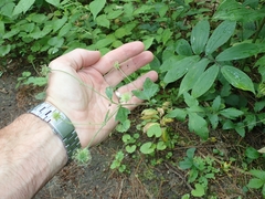 Geum × catlingii