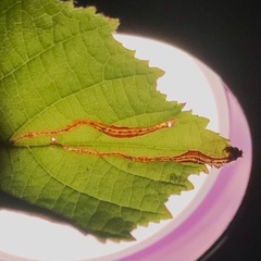 Orchestes mixtus