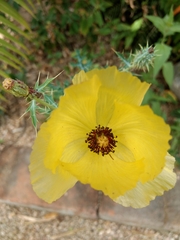 Argemone aenea