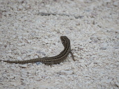 Liopholis multiscutata