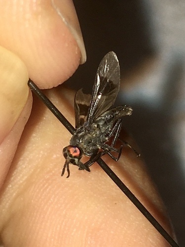 Charcoal Deer Fly photo 5