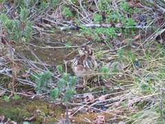 Dendragapus fuliginosus