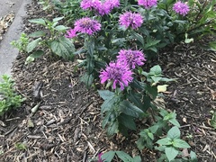Monarda didyma