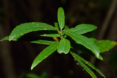 Crinodendron hookerianum