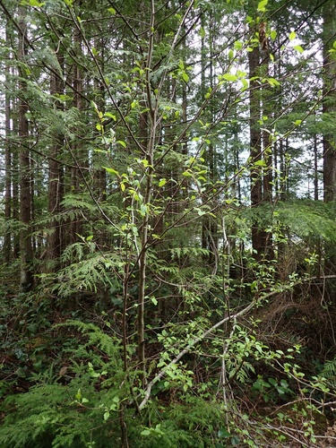 Malus fusca