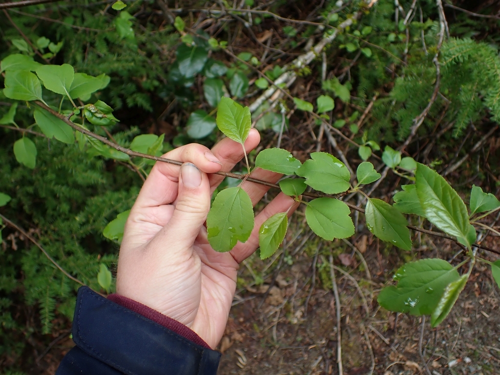 Malus fusca, Morton Lake, Comox-Strathcona, British Columbia, Canada