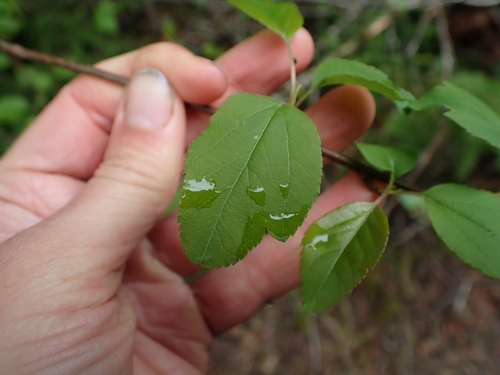 Malus fusca