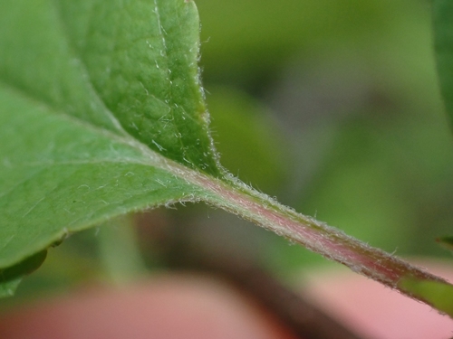 Malus fusca