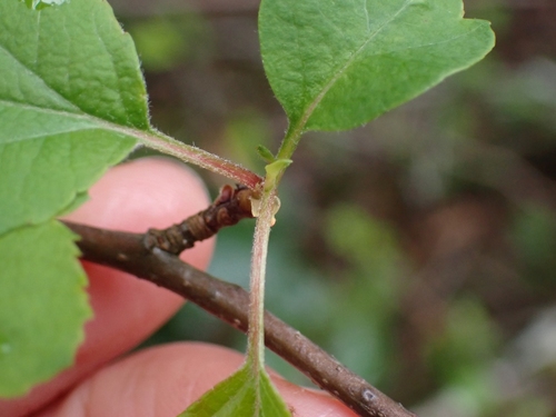Malus fusca