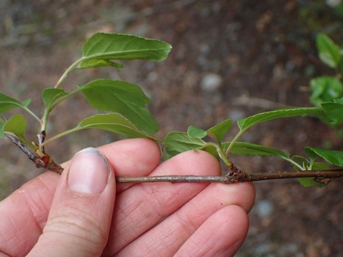 Malus fusca
