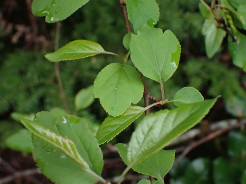 Malus fusca