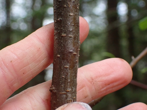 Malus fusca