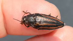 Buprestis lineata