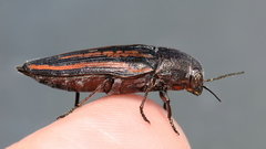 Buprestis lineata