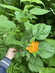 Trollius riederianus
