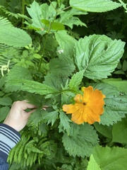 Trollius riederianus