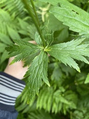 Trollius riederianus