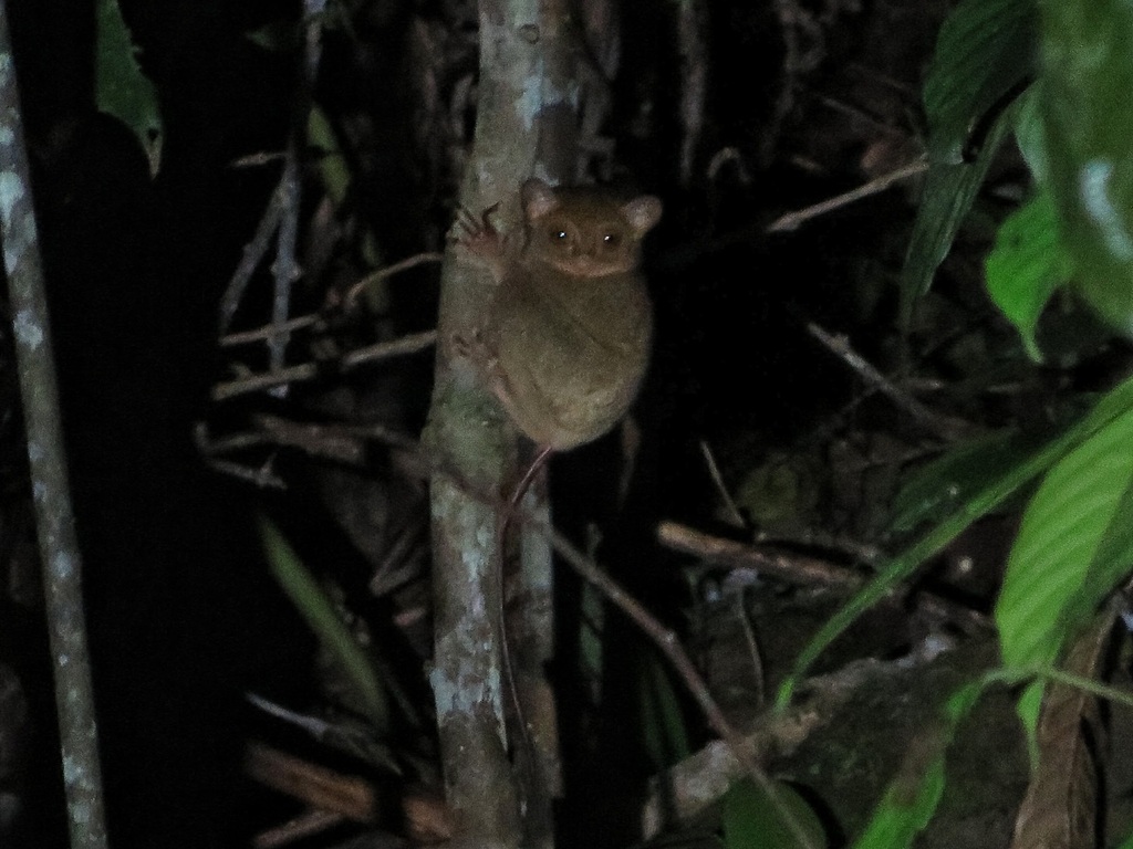 Западный долгопят (Животный мир Индонезии) · iNaturalist