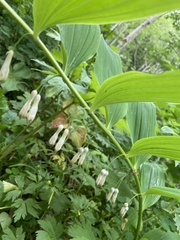 Polygonatum odoratum maximowiczii