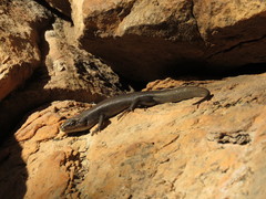 Liopholis personata