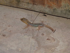 Gonatodes caudiscutatus