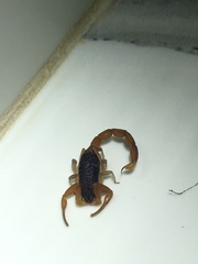 Centruroides ochraceus