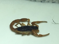 Centruroides ochraceus