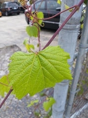 Vitis riparia