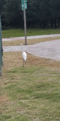 Ardea alba