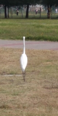 Ardea alba