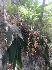 Epidendrum stamfordianum
