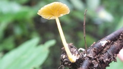Gerronema