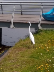 Ardea alba